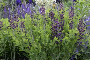 Baptisia 'Grape Taffy' 